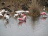 Birds at Merrill island wildlife Refuge, FL