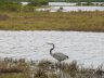 Bird at Merrill island wildlife Refuge, FL