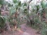 Bike trail near Flagner Beach, FL