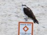 Bird in Florida