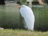 Bird in Florida