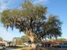 Tree in Kingsland, Georgia