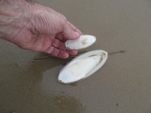 Shells on beach about 30 miles south of Hua Hin, Thailand