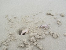Crabs on the beach south of Hua Hin, Thailand