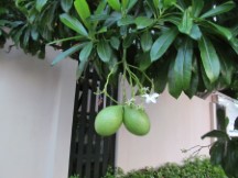 Fruit in tree south of Hua Hin, Thailand