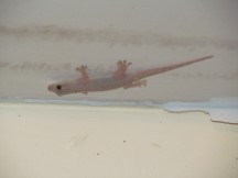 Lizard south of Hua Hin, Thailand