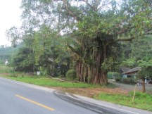Banyan tree in Thailand