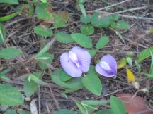 Flowers in Thailand