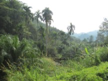 Jungle in Thailand