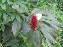 Flower in Thailand