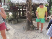 Man milking a rubber tree in Thailand
