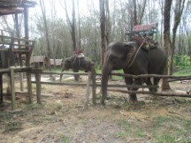 Elephants in Thailand