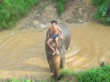 Man on elephant in Thailand