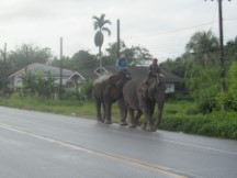 People riding their elephants to work in Thailand
