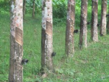 Rubber trees in Thailand