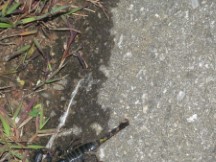 Big scorpion that was crossing the road near Ted in Thailand (a little scary!)