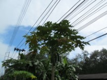Fruit tree south of Hat Yai, Thailand
