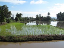 Rice paddy south of Alor Star, Malaysia