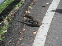 Lizard on the island of Penang, Malaysia