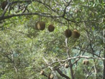 Fruit growing in tree on the island of Penang, Malaysia