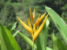 Flower on the island of Penang, Malaysia