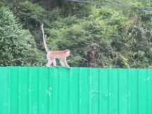 Monkey on fence near botanic garden in George town on the island of Penang, Malaysia