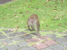 Monkey at the botanic garden in George town on the island of Penang, Malaysia