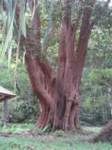 Tree at the botanic garden in George town on the island of Penang, Malaysia