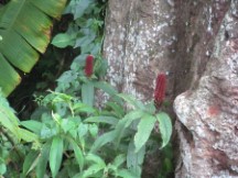 Flowers at the botanic garden in George town on the island of Penang, Malaysia