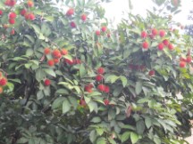 Fruit tree south of Taiping, Malaysia