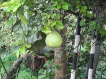 Fruit tree south of Taiping, Malaysia