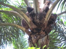 Palm tree with things that look like large pine cones south of Taiping, Malaysia