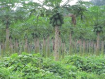 Fruit trees south of Batu Pahat, Malaysia