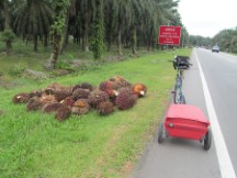 Collected Palm tree cones near Johor Bahru, Malaysia