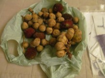 Fruit given to Ted by people under bridge near Johor Bahru, Malaysia