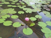 Lily pond near Helix in Singapore