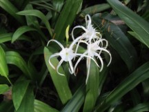 Flower in Singapore