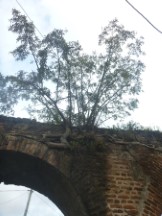 Tree growing on wall of a Guatemala City historic site 