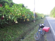 Flowers near highway next to Ted’s bike in El Salvador – not common