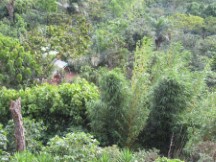Typical jungle vegetation in El Salvador