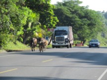 Cows on highway in El Salvador
