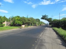 Cows walking the highway in El Salvador