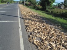 Corn on the side of the road before it is removed from the cobs.  In Central America after removing the corn kernels from the cobs, people will drag their feed through the corn kernels on the side of the road.
