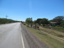 Cows near the road in Honduras