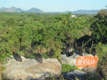 Vultures near highway in Honduras