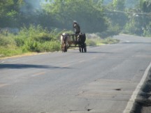 Ox drawn cart in Honduras