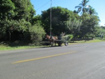 Horse drawn carriage in Nicaragua