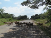 Sheep on highway 12 not far from Managua, Nicaragua