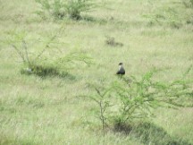 Bird in Nicaragua
