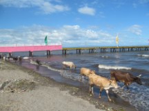 Cows in Lake Nicaragua near Granada.